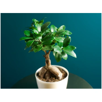Bonzai | Ficus ginseng tacito