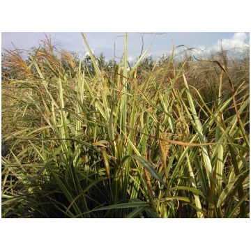 Miscanthus sinensis Variegatus Donnadipiante - Ven