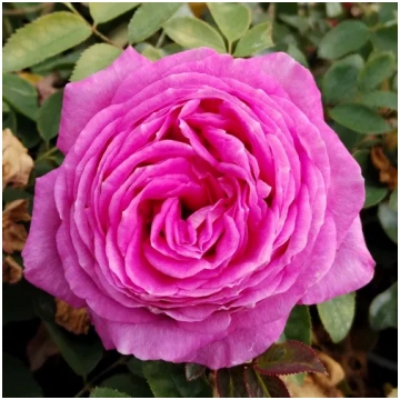 Rozā - dobes floribundroze - intensīvi smaržīga ro