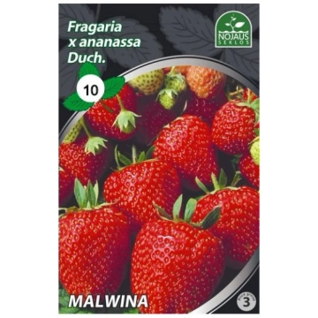 10 gab. FRIGO MALWINA A Frigo Zemeņu stādi