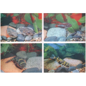Pastkarte akvārija zivtiņas. Tetraodon leiurus. Ca