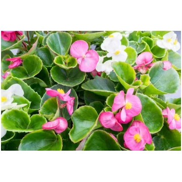 Begonia semperflorens - Vidējās leduspuķes