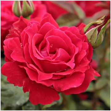 Sarkana - dobes grandiflora - floribundroze - maig