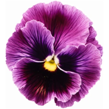 Viola x wittrockiana Frizzle Sizzle Raspberry