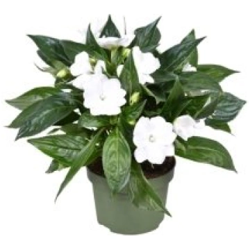 Telpaugi Impatiens (New Guinea) Pettico(balzamīne)