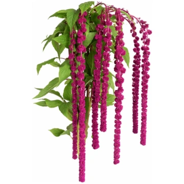 Astainais amarants Pony Tails | Amaranthus caudatu