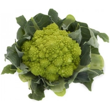 Cavolfiore verde romanesco PUNTOVERDE RZ