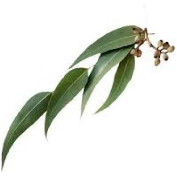 Eikalipts Radiata (Eucalyptus radiata) BIO ēterisk