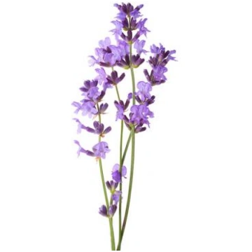Lavanda Horvātija (Lavandula angustifolia), ēteris