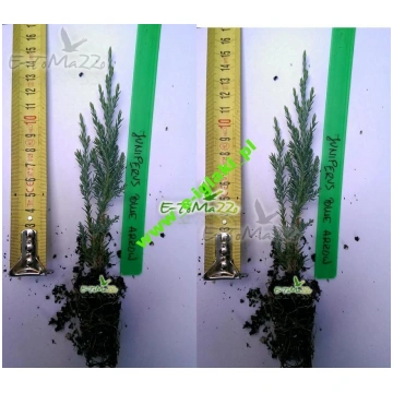 Klinšveida kadiķis Blue Arrow Juniperus scopulorum