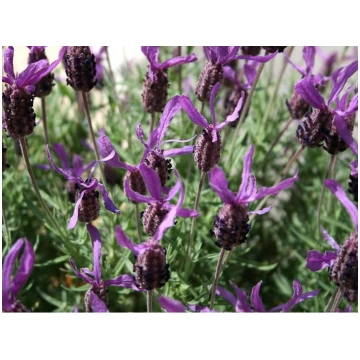 Lavandula stoechas Papillon Donnadipiante - Vendit