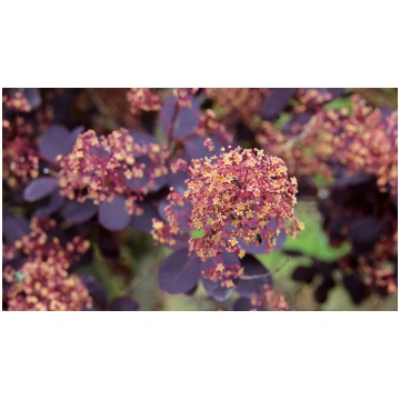 Cotinus coggygria 'Royal Purple' Parasta