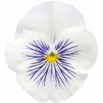 Lielziedu atraitnīte Cats® Plus White | Viola x wi