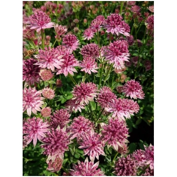 Astrantia major 'Roma', P13 Lielā zvaigz