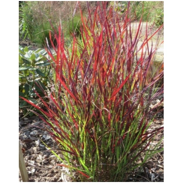 Panicum virgatum Sangria | A.M. ozoli