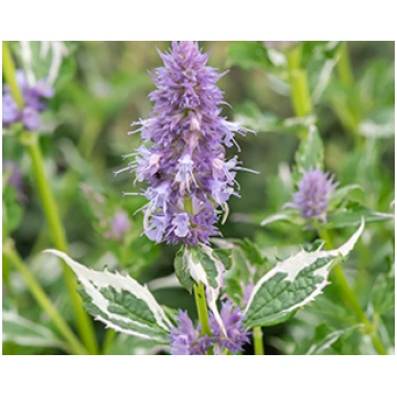 Agastahe 'Crazy Fortune', Agastache
