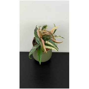 Ficus sagittata variegata pink augi-plants