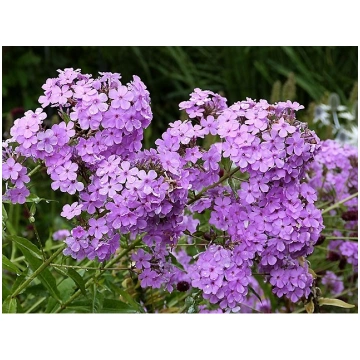 Phlox paniculata 'Hesperis', P13 Skarain