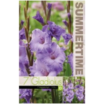 GLADIOLAS MILKA SVOGŪN._PAVASAR