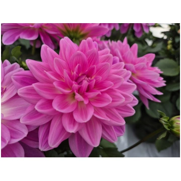 Dahlia pinnata Labella Grande Pink | A.M. ozoli