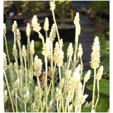Zobainā lavanda 'You're My Light'