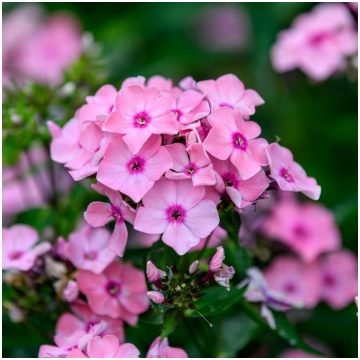 Floksis, skarainais "Sweet Summer Queen" /phlox/ -