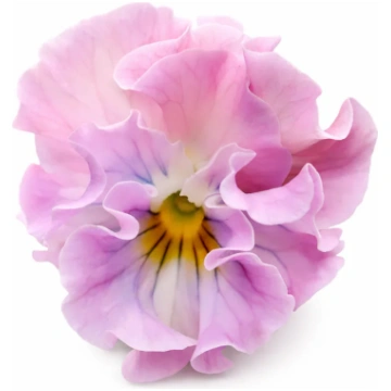 Lielziedu atraitnīte Sweet Pea Mixed F1 | Viola x 