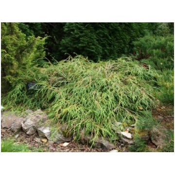 Milzu tūja- Thuja plicata ”Kager’s beauty”