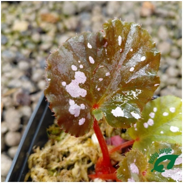 Begonia rex "pink pop" Hobby Jungle