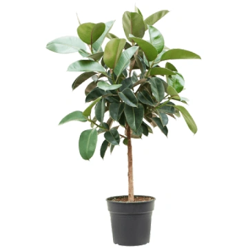 Ficus elastica 'Robusta' Stem H120