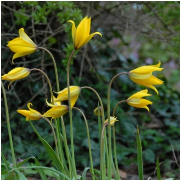 Meža tulpes (Tulipa sylvestris)