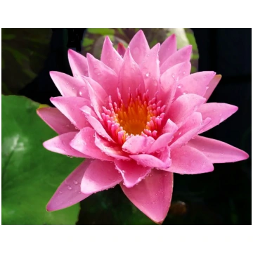 Tropical Lily - CORAL SKY FFP
