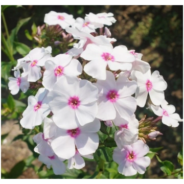 Phlox paniculata 'Graf Zeppelin' (Skarai