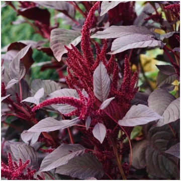 Amarants 'Pygmy Torch' (Amaranthus sangu
