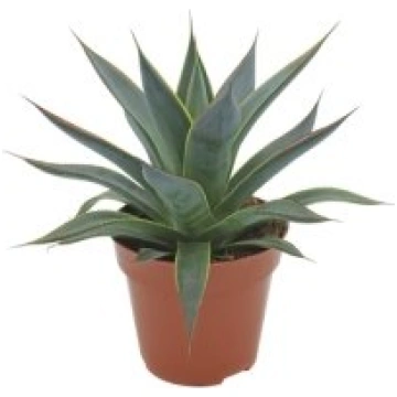 Telpaugi Agave "Shaka Koko"(agave)