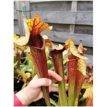 SX22a Sarracenia x "Doom" - L