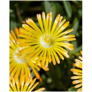 Delosperma cooperi Solstice Yellow | A.M. ozoli