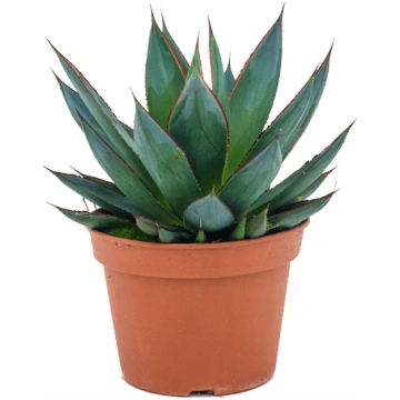 Agave 'Shaka Zulu' H25
