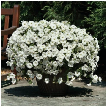 Petūnijas Easy Wave White (5 sēklas) Darzinam.lv
