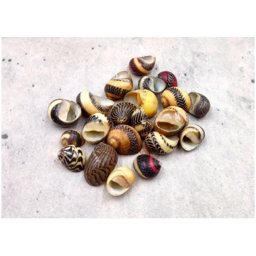 Zigzag Nerite Seashells Yellow Brown Red Neritina 