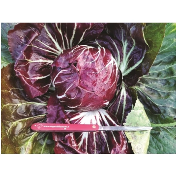 Radicchio di Chioggia DICIOTTO F1 75-80 GG