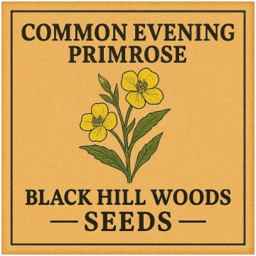 Common Evening Primrose Black Hill Woods