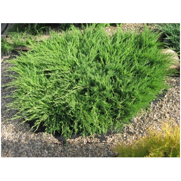 Juniperus horizontalis 'Andora Compact'