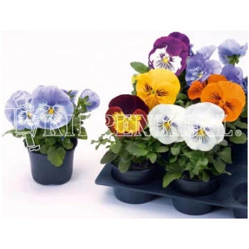 Viola wittrockiana Cats Mix - 9cm