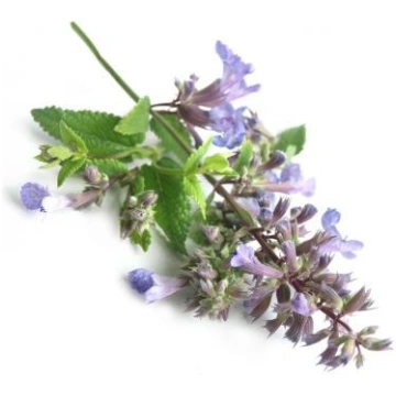 Kaķumētra (Nepeta cataria) ēteriskā eļļa, 5ml