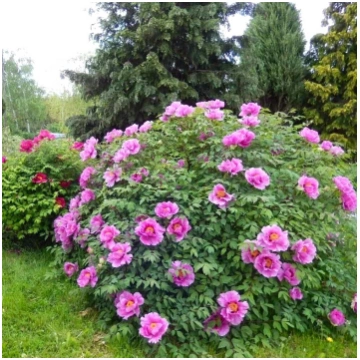 Tree Peony (assorted)