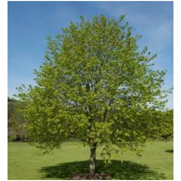 Parastā liepa /tilia cordata/ - kailsakņu stāds, 8