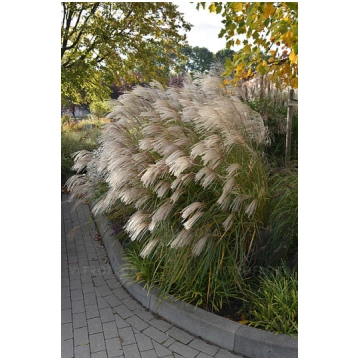 Miscanthus sinensis GRAZIELLA 1 gb