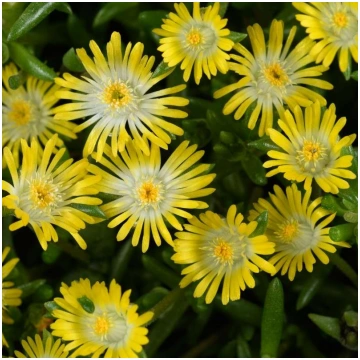 DELOSPERMA DELIGHTFUL Yellow