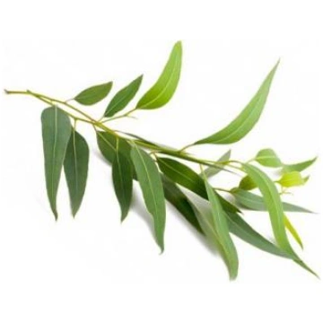 Eikalipts Citriodora (Eucalyptus citriodora), ēter